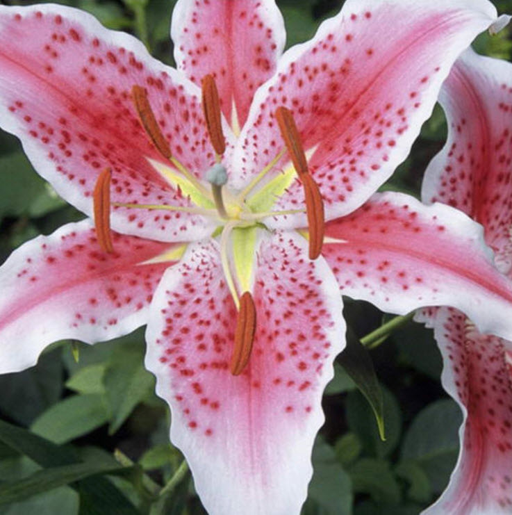 ลิลี่ (Lily) สีชมพู / 50 เม็ด (นอก)