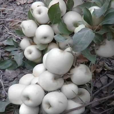 แอปเปิ้ลขาว (White Apple) / 10 เม็ด