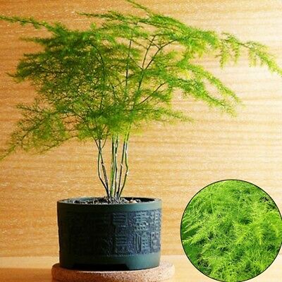 โปร่งฟ้า (Setose Asparagus) / 50 เม็ด (นอก)