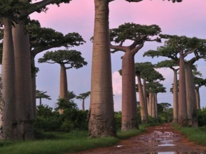 ต้นเบาบับ มาดากัสก้า (Baobab Tree) สูง 20-40 ซ.ม.