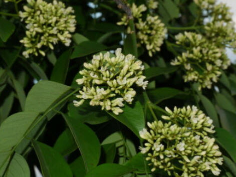 พะยูงหอม หรือ ฮวงฮัวลี่ (Dalbergia odorifera) / 25 เม็ด (France)