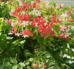 ต้นเล็บมือนาง (Rangoon creeper) ถุงดำ ขนาด S / ต้น