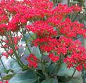 ต้นกุหลาบหิน (Kalanchoe) ดอกสีแดง size-M สูง 15-30 ซ.ม. / ต้น