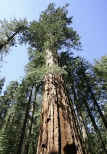 สนยักษ์ซีคัวญ่า (S. Giganteum) / 20 เม็ด (UK)*