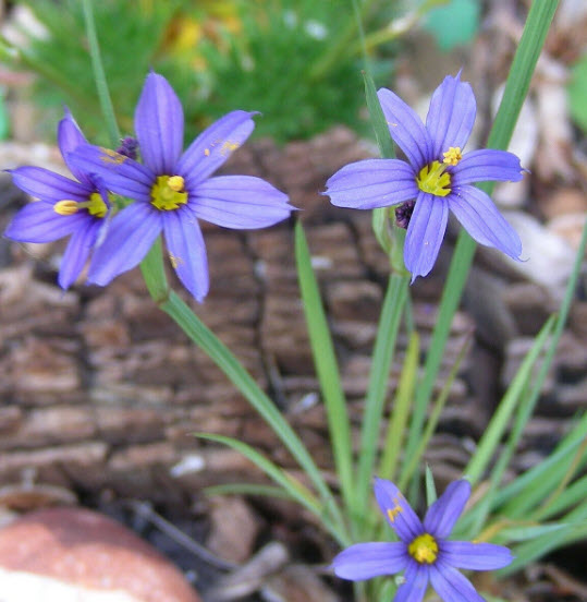 หญ้าบลูอาย (Blue-eyed grass) / 50 เม็ด (USA)*