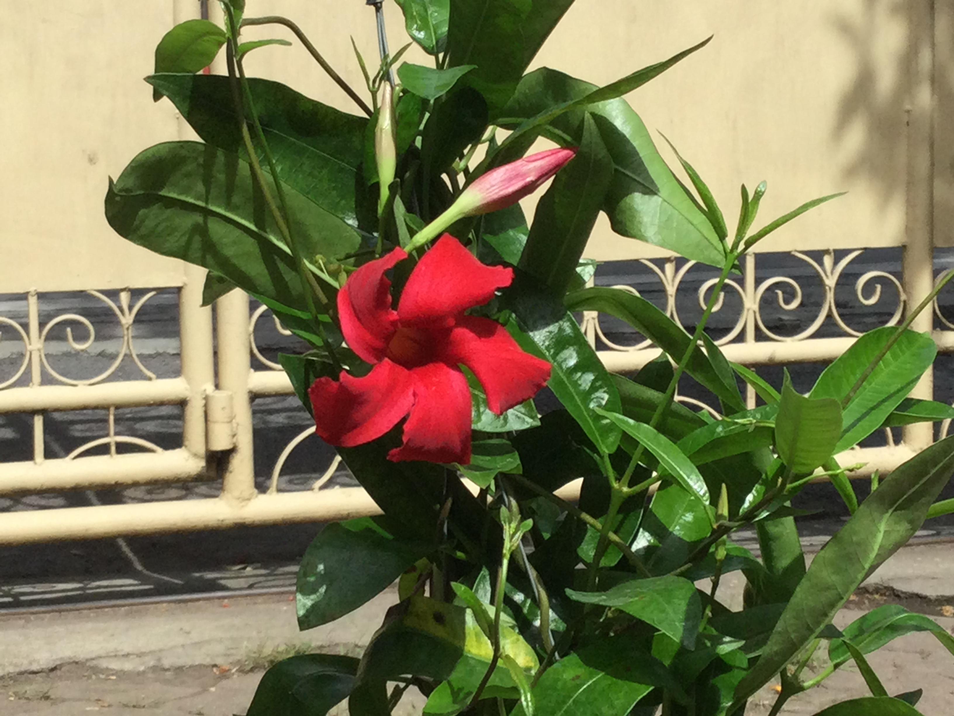 ต้นอมรเบิกฟ้า สีแดง กระถางแขวน / ต้น