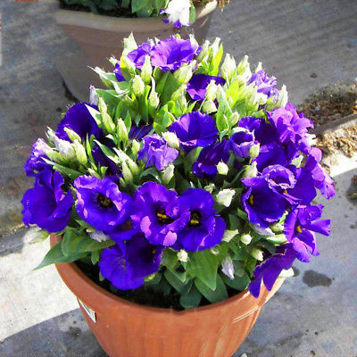ไลซิแอนทัส (Lisianthus) สี Royal blue / 100 เม็ด