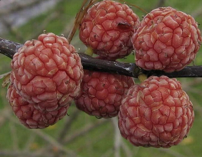 หม่อนลิ้นจี่ หรือหม่อนจีน (Mandarin Melon Berry) / 25 เม็ด (UK)