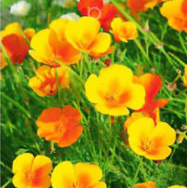 แคลิฟอร์เนียป๊อปปี้ (California Poppy) คละ แบบ B / ซอง 50 เม็ด