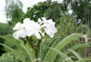 พาคีโพเดียม ลาเมเร หรือปาล์ม มาดากัสการ์ / 5 เม็ด (Spain)