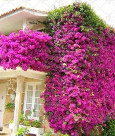 เฟื่องฟ้าเลื้อย (Climbing Bougainvillea) คละสี / 50 เม็ด (นอก)