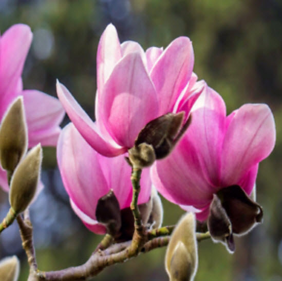 แม็กโนเลีย (Magnolia) สีชมพู / 5 เม็ด (Japan)