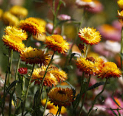 ดอกกระดาษ หรือบานไม่รู้โรยฝรั่ง คละสี / 700 เม็ด *