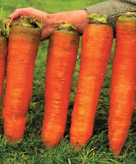 แครอท รัสเซีย หัวใหญ่ สีส้ม / 500 เม็ด