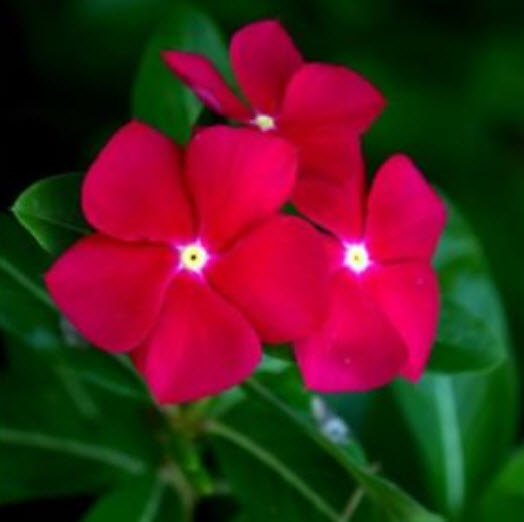 แพงพวย (Madagascar periwinkle) สีแดงเข้ม / 10 เม็ด (Lithuania)