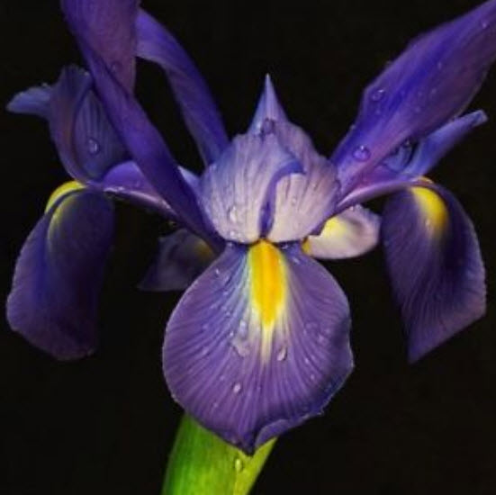 ไอริส (Iris) สีม่วง / 20 เม็ด