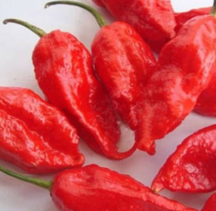พริกปีศาจโคตรเผ็ด Bhut Jolokia / 100 เม็ด (นอก)
