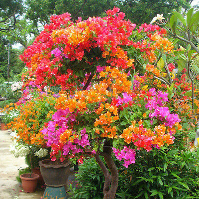 เฟื่องฟ้า (Bougenvillea) คละ / 200 เม็ด (China)