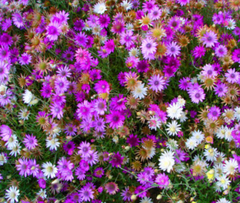 อิมมอร์เทล ซ้อน คละสี (Immortelle - Double Mix) / 400 เม็ด (UK)