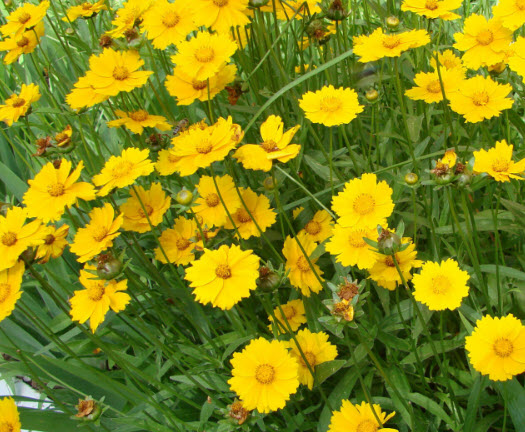 มาร์เกอไรท์เดซี่ (Marguerite daisy) หรือคาร์โมมายเหลือง (Yellow Chamomile) / 1,000 เม็ด (UK)