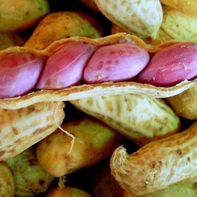 ถั่วลิสงเวอจิเนียจัมโบ้ (Virginia peanut) / 25 เม็ด