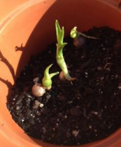 เลือดมังกร (Dracaena Draco / Dragon Blood) / 25 เม็ด (Portugal)