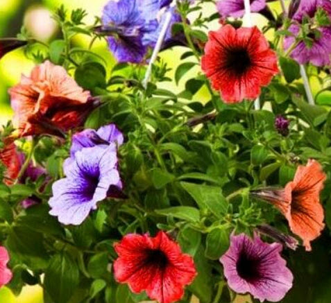 พิทูเนีย เวน (Petunia Vein) คละ / 300 เม็ด (UK)