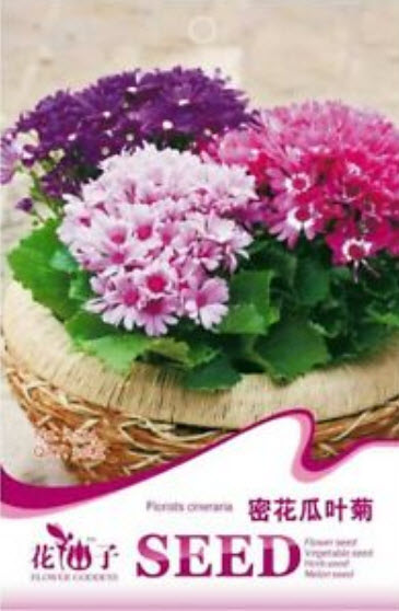 ซินเนอราเรีย (Cineraria) / ซอง 30 เม็ด (A174)