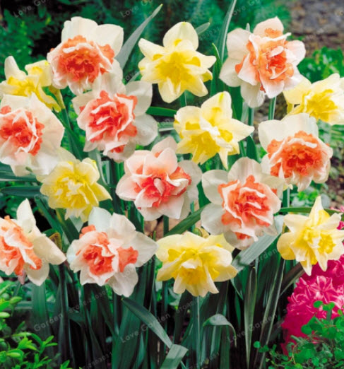 ดารารัตน์ ดูโอ (Daffodil / Narcissus Duo) ดอกซ้อน คละสี / 50 เม็ด (Russia)