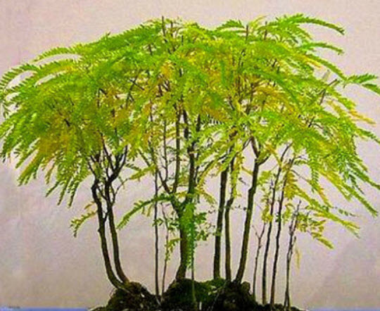 ฮันนี่ โลคัส (Honey Locust) บอนไซ / 25 เม็ด (UK)