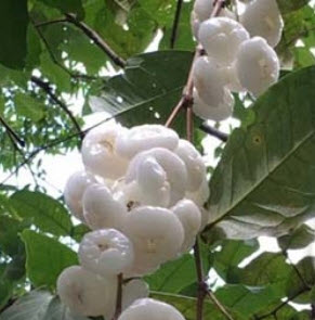 ต้นชมพู่เพชรนางฟ้า สูง 35-50 ซ.ม.