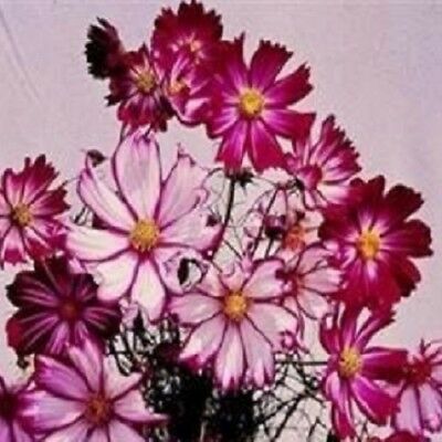 ดาวกระจาย แคนดี้สตริป (Cosmos - Candystripe) / 50 เม็ด (UK)