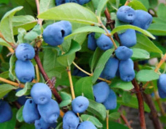 ฮันนี่เบอรี่ (Honey berry / Haskap Berry) / 25 เม็ด (China)