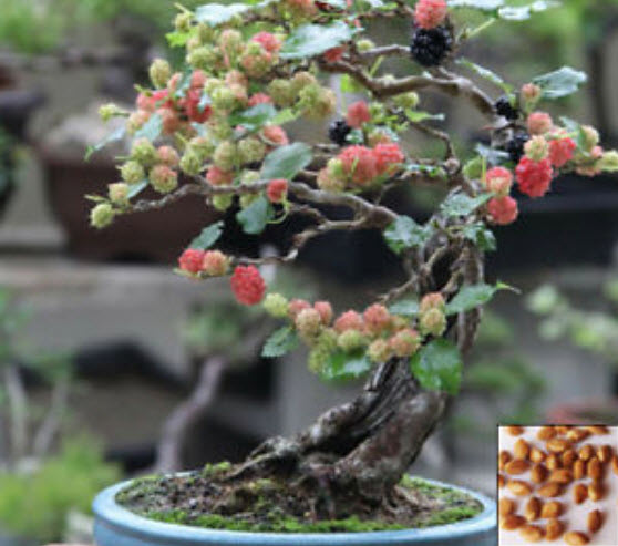 หม่อนดำ หรือมัลเบอรี่ดำ (Black Mulberry) บอนไซ / 20 เม็ด (Hungary)