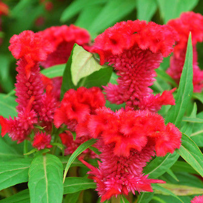 หงอนไก่ (Cockscomb) ดอกใหญ่ คละ / 100 เม็ด (China)