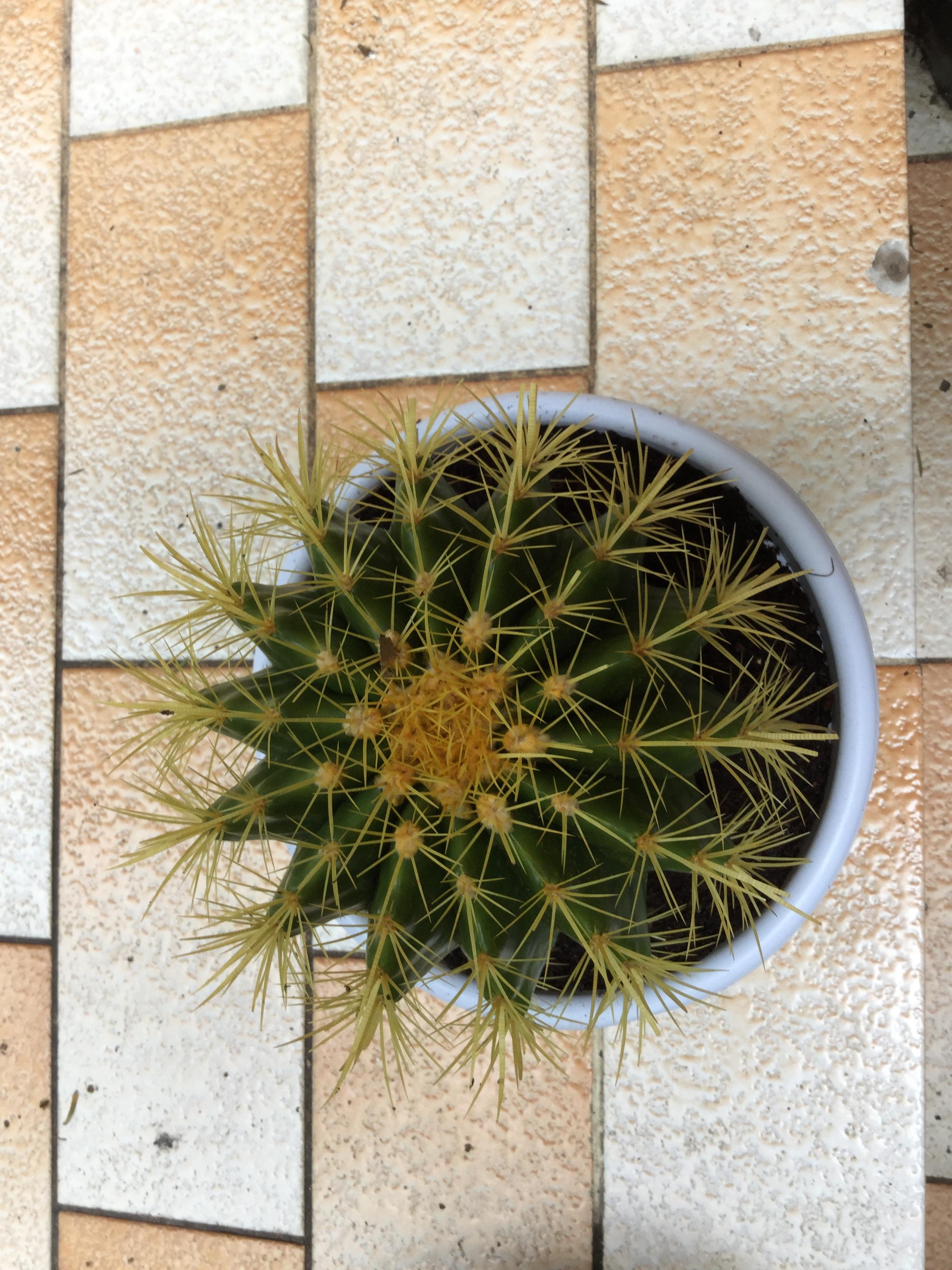 ต้นถังทอง (Golden Barrel Cactus) ขนาด 15-17 ซ.ม. / ต้น