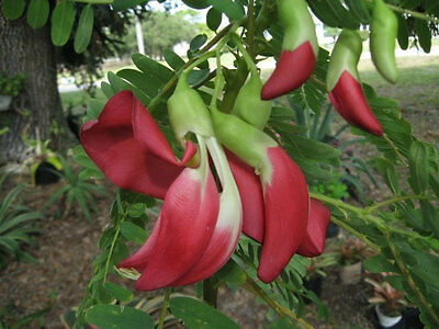 สกาเล็ต วิสทีเรีย หรือแคแดง (Scarlet Wisteria) / 10 เม็ด (India)