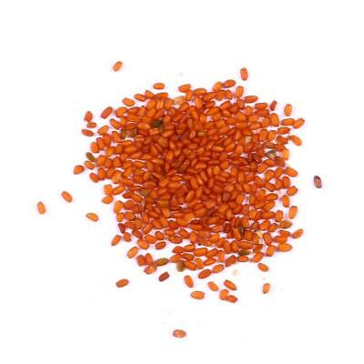 จอนควิลญี่ปุ่น (Japan Jonquil ) / 100 เม็ด