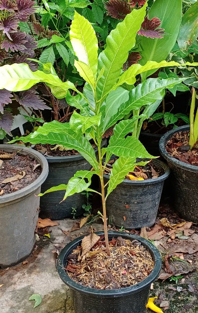 ต้น เอบิว อะบิว เอบิวไต้หวัน สูง 60-80 ซ.ม. รสชาดอร่อย