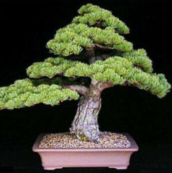 สนดำญี่ปุ่น (Japanese Black Pine) / 40 เม็ด