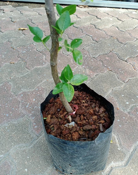 ต้น พุทราจีน สายพันธุ์ลูกรี ต้นเสียบยอด สูง 70-90 ซ.ม. ต้นไม้นำเข้าจากจีน