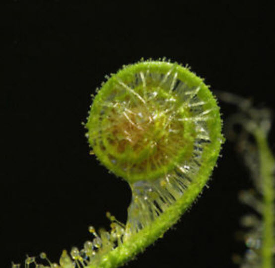 พืชกินแมลง (Carnivorous Plants) รวมมิตร / 40 เม็ด