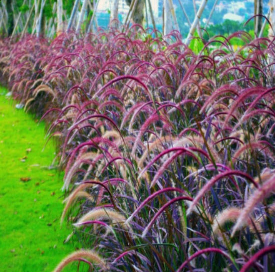 หญ้าน้ำพุ (Fountain grass) / 50 เม็ด (Taiwan)