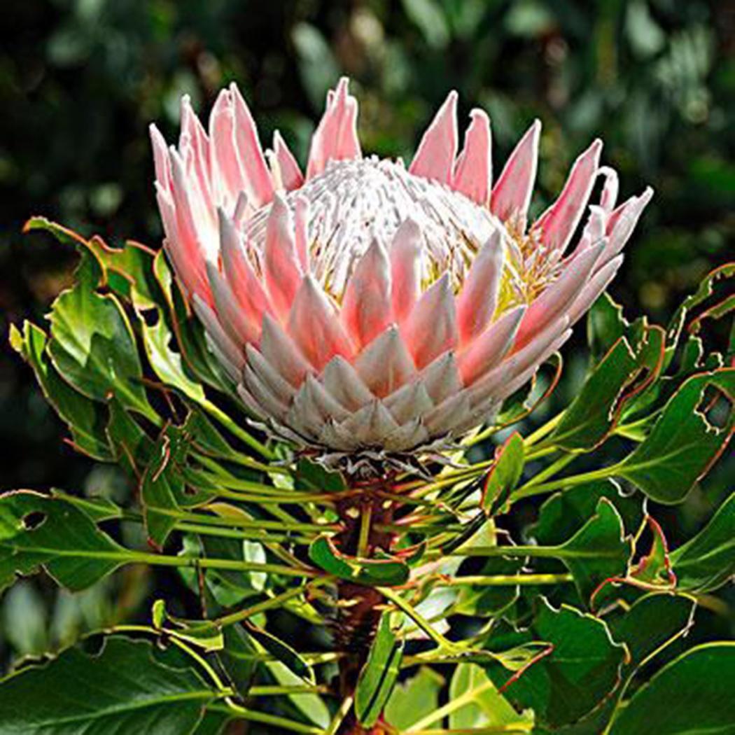 โพรเทีย (Protea) คละ / 10 เม็ด (นอก)