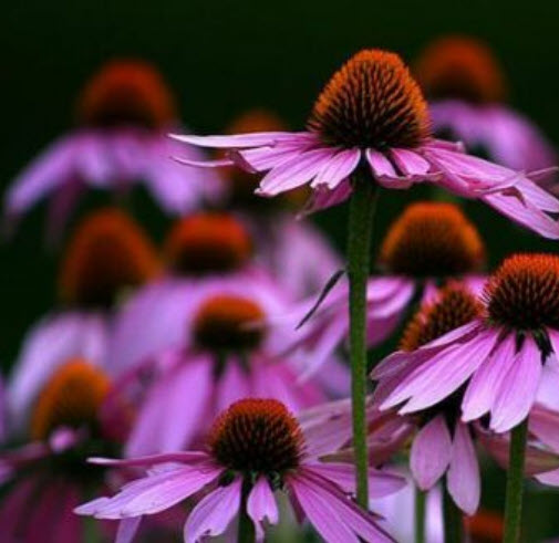 เอ็คไคนาเซีย ดอกสีม่วง (echinacea ) / 75 เม็ด (Spain) พืชสมุนไพร