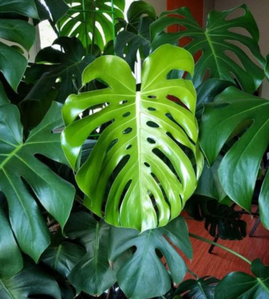 มอนสเตร่า ไจแอนท์ (Monstera Giant) / 5 เม็ด (USA)*