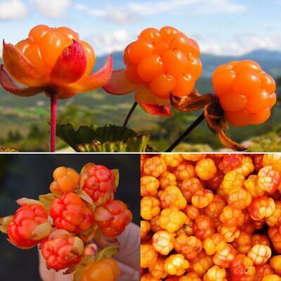 คลาวด์เบอรี่ (Cloudberry) / 10 เม็ด (นอก)