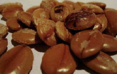 กาฬพฤกษ์ หรือกาลพฤกษ์ (Pink Shower Tree) / 25 เม็ด (P2S)