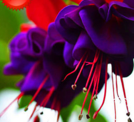 บีโกเนีย ฟิวเซีย (Begonia Fuchsia) / 25 เม็ด