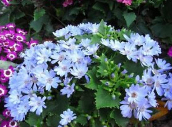 ซินเนอราเรีย (Cineraria) / ซอง 30 เม็ด (A174)